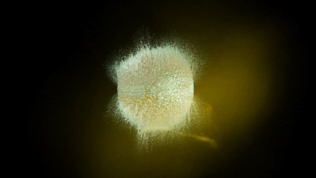 Video Reference: yellow, macro photography, atmosphere, light, close up, darkness, computer wallpaper, sky