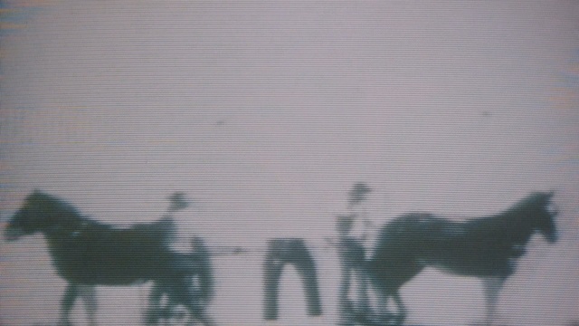 Video Reference: green, fauna, dog like mammal, sky, line, design, pattern, shadow