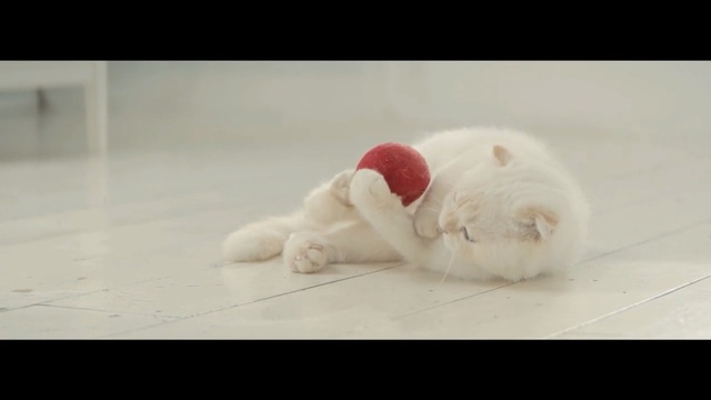 Video Reference: cat, home, floor, playing, white, white cat