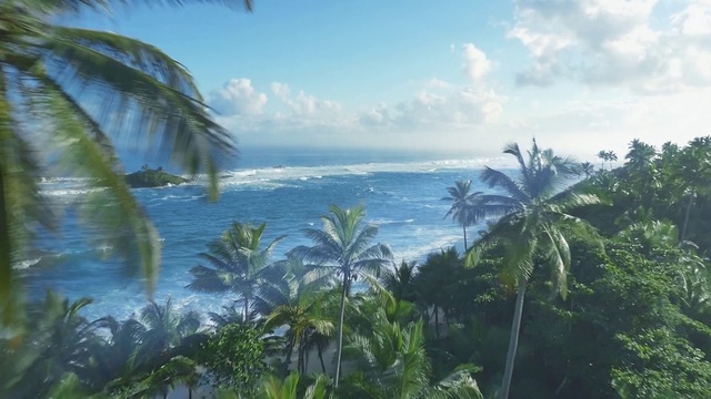 Video Reference: Vegetation, Nature, Tropics, Tree, Palm tree, Caribbean, Attalea speciosa, Sky, Elaeis, Arecales