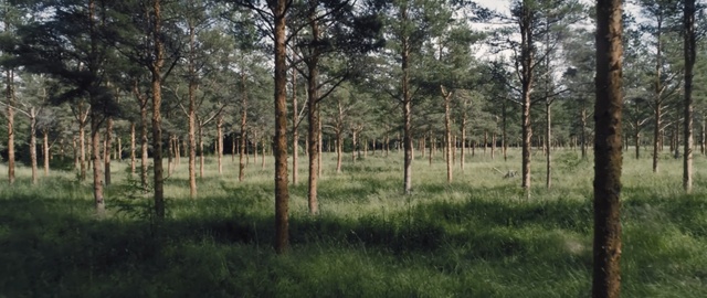 Video Reference: ecosystem, woodland, tree, nature reserve, grove, forest, grass, temperate coniferous forest, biome, path