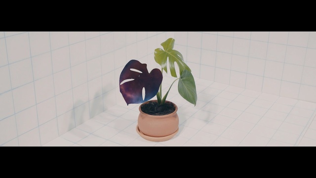 Video Reference: plant, purple, flowerpot, leaf, ikebana, flower, still life photography, shadow, houseplant, font, Person