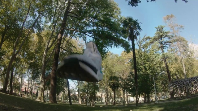 Video Reference: Tree, Woody plant, Photography, Plant, Woodland, Forest, Art