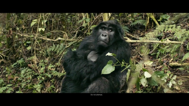 Video Reference: great ape, mammal, fauna, primate, forest, leaf, western gorilla, jungle, wildlife, rainforest