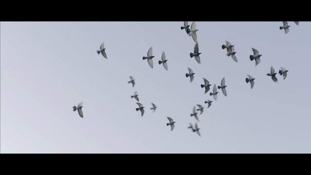 Video Reference: bird, ant, aquatic bird, flying