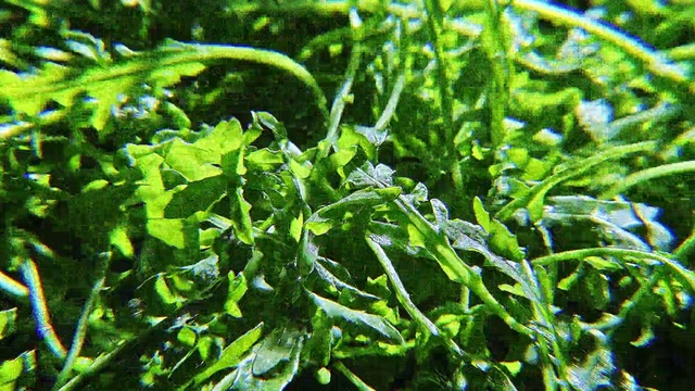 Video Reference: Plant, Leaf, Flower, Grass, Leaf vegetable, Herb, Flowering plant, Arugula, Vegetarian food, Non-vascular land plant