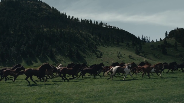 Video Reference: Herd, Grassland, Mammal, Pasture, Horse, Natural environment, Grazing, Mustang horse, Ecoregion, Ranch