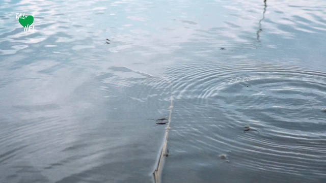 Video Reference: Water, Water resources, Fish, Lake, Sea, Ocean, Plant, River, Pond, Reflection