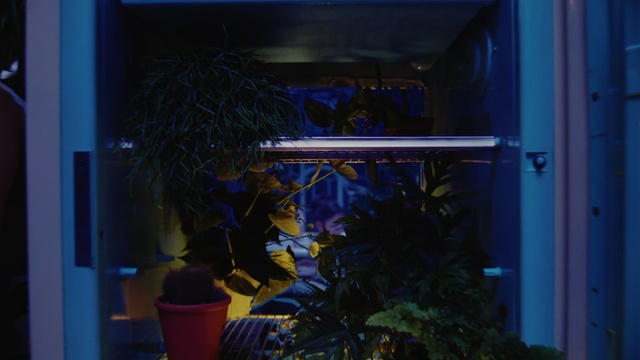 Video Reference: blue, aquarium, light, lighting, darkness, night, reef, technology, freshwater aquarium, marine biology