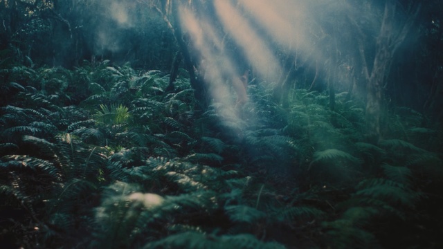 Video Reference: underwater, ecosystem, vegetation, water, forest, seaweed, marine biology, atmosphere, sunlight, biome