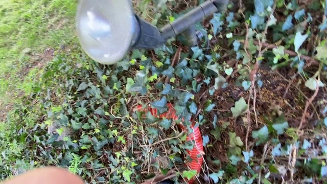 Video Reference: Plant, Leaf, Flower, Soil, Shrub, Groundcover, Garden, Herb