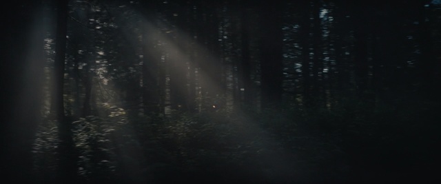 Video Reference: Black, Darkness, Atmosphere, Atmospheric phenomenon, Light, Sky, Space, Night, Midnight, Forest