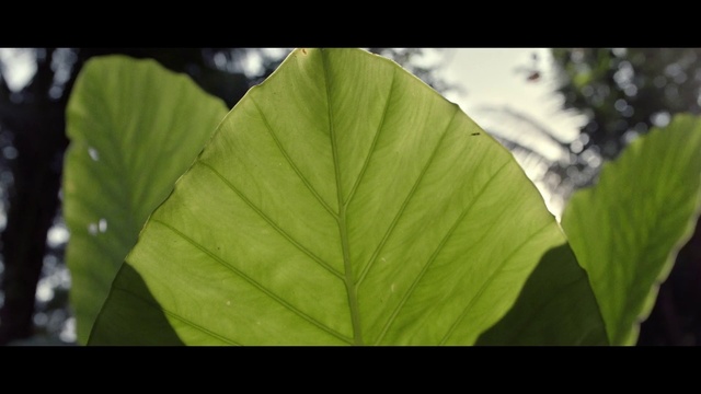 Video Reference: Leaf, Plant, Flower, Green, Flowering plant, Botany, Terrestrial plant, Tree, Banana leaf, Xanthosoma