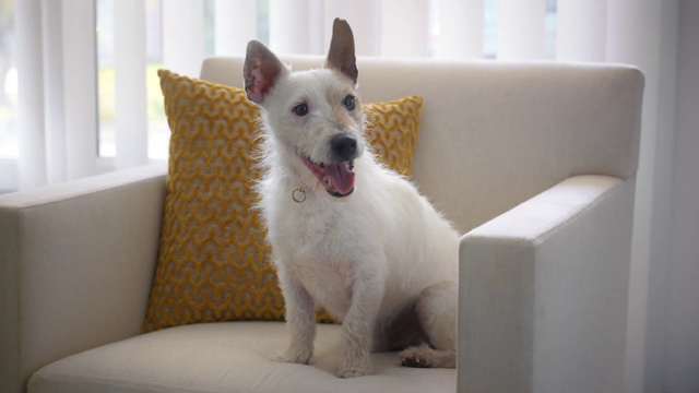 Video Reference: Mammal, Vertebrate, Dog, Canidae, Carnivore, Dog breed, White shepherd, Non-Sporting Group, Canaan dog, Fawn
