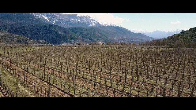 Video Reference: Agriculture, Field, Highland, Vineyard, Sky, Mountain, Hill station, Rural area, Land lot, Crop