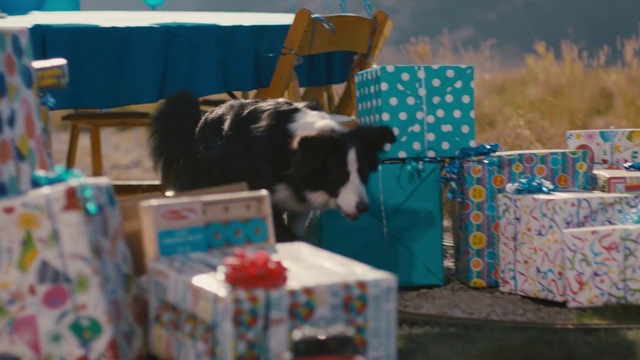 Video Reference: Border collie, Canidae, Carnivore, World, Play