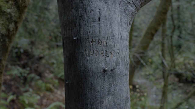 Video Reference: shellbark hickory, Tree, Trunk, sweet birch, Plant, Woody plant, Branch, Plant stem, Forest, Terrestrial plant, Person