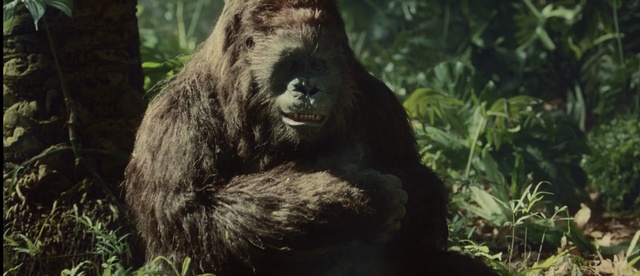 Video Reference: howler monkey, monkey, primate, gorilla, ape, wildlife, wild, mammal, zoo, animals, fur