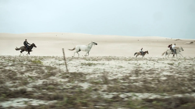 Video Reference: Herd, Ecoregion, Horse, Wildlife, Steppe, Landscape, Grassland, Adaptation, Sand, Herding