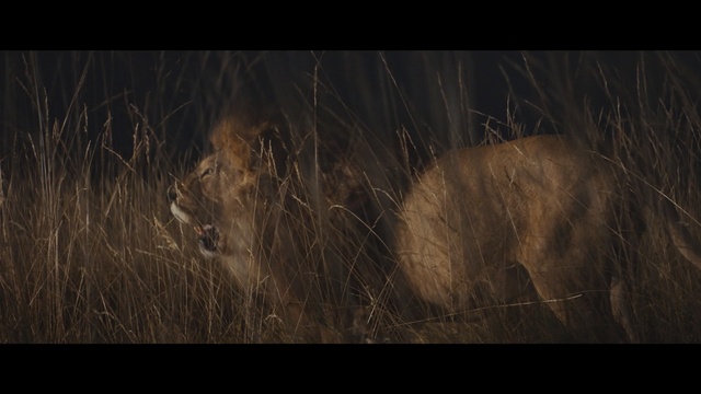 Video Reference: Wildlife, Lion, Big cats, Felidae, Savanna, Organism, Safari, Adaptation, Masai lion, Darkness