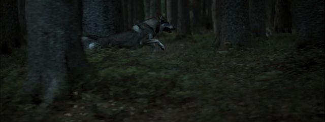 Video Reference: woodland, forest, nature, mammal, wildlife, tree, darkness, ecosystem, fauna, jungle