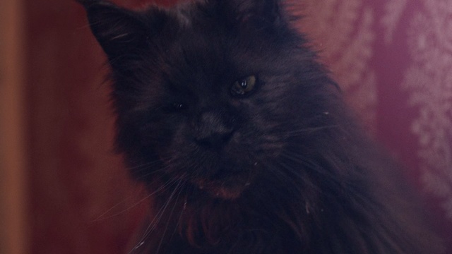 Video Reference: Cat, Mammal, Vertebrate, Small to medium-sized cats, Whiskers, Felidae, Black cat, Domestic long-haired cat, Snout, Carnivore