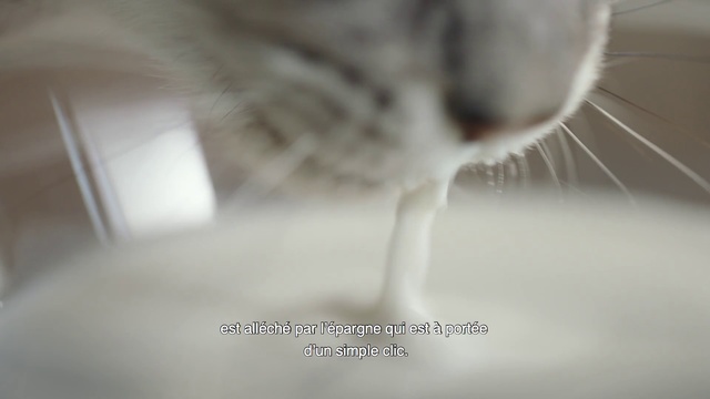 Video Reference: Whiskers, Cat, Nose, Snout, Felidae, Fur, Small to medium-sized cats, Aegean cat, Paw, Indoor, Looking, White, Mammal, Animal, Sitting, Front, Gray, Grey, Small, Standing, Black, Close, Water, Bed, Kitchen, Domestic cat, Carnivore, Staring
