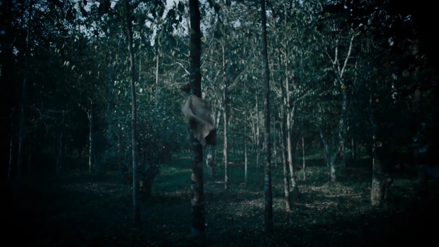 Video Reference: forest, woodland, nature, tree, black, darkness, woody plant, ecosystem, atmosphere, light