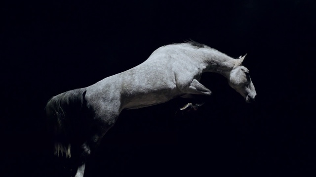 Video Reference: Horse, Black-and-white, Mane, Stallion, Monochrome photography, Organism, Darkness, Snout, Sky, Monochrome