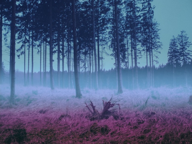 Video Reference: Nature, Natural landscape, Atmospheric phenomenon, Forest, Tree, Woodland, Natural environment, Fog, Mist, Atmosphere, Person
