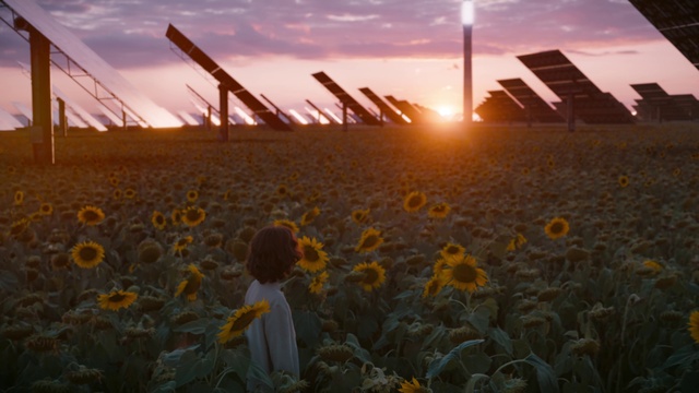 Video Reference: Field, Sunlight, Sunflower, Sky, Morning, Flower, Plant, Grass family, Sunrise, Evening