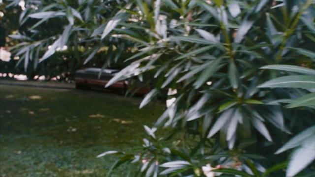 Video Reference: plant, tree, leaf, shrub, grass