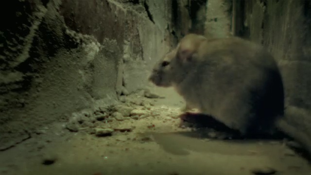 Video Reference: mammal, muridae, fauna, muroidea, rat, rodent, organism, mouse, snout, Person