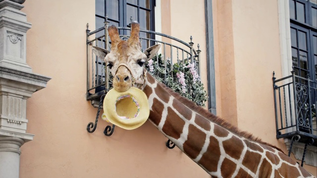 Video Reference: Giraffe, Giraffidae, Zoo, Terrestrial animal, Wildlife, Snout, Room, Fawn, Interior design