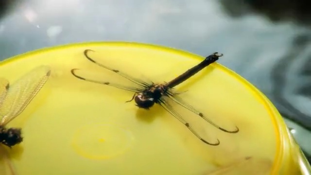 Video Reference: Yellow, Insect, Fly, Macro photography, Pest, Close-up, Membrane-winged insect, Invertebrate, Plant, Pollen
