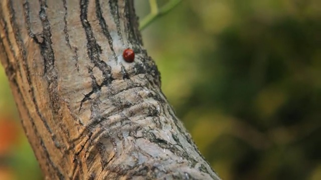 Video Reference: Tree, Trunk, Close-up, Plant, Branch, Photography, Wood, Plant stem, Woodpecker, Piciformes, Person