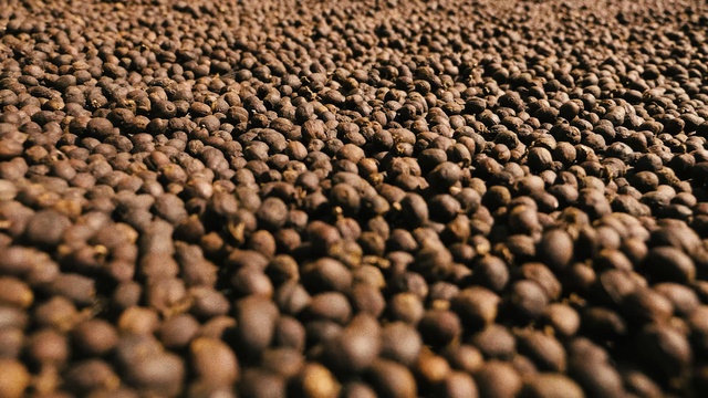 Video Reference: Close-up, Soil, Plant, Photography, Stock photography