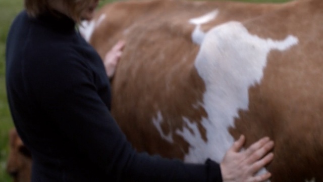 Video Reference: Bovine, Horse, Mane, Livestock, Dairy cow, Horse grooming, Cow-goat family