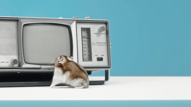 Video Reference: Cat, Felidae, Small to medium-sized cats, Carnivore, Whiskers, Room, Aegean cat, Door, Domestic short-haired cat, Fur