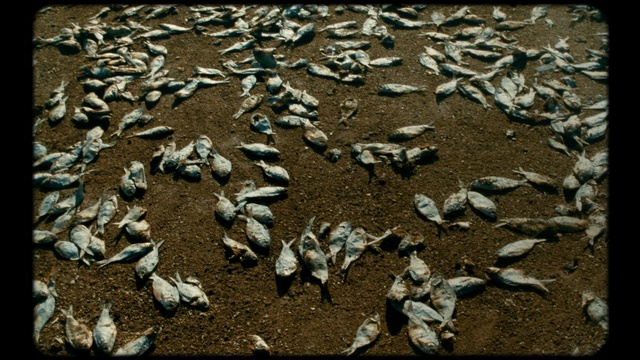 Video Reference: Bird, Flock, Animal migration, Wildlife, Adaptation, Bird migration, Seabird, Water bird, Herd