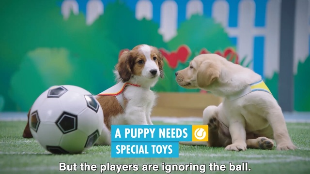 Video Reference: Dog, Mammal, Canidae, Dog breed, Puppy, Companion dog, Soccer ball, Brittany, Carnivore, Sporting Group