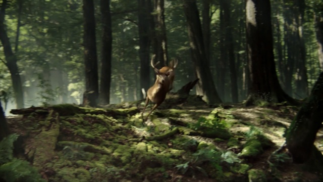 Video Reference: Forest, Woodland, Old-growth forest, Nature, Natural environment, Tree, Jungle, Vegetation, Northern hardwood forest, Nature reserve