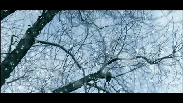 Video Reference: branch, tree, sky, nature, ecosystem, woody plant, twig, woodland, flora, black and white