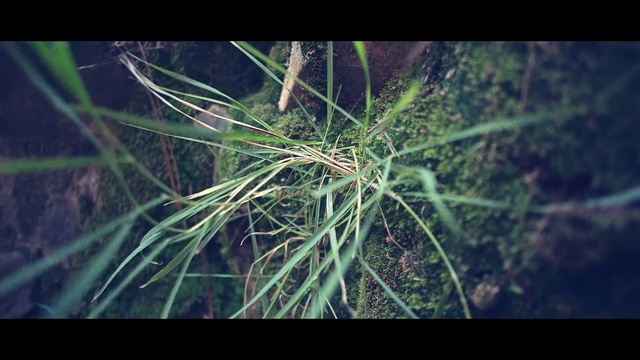 Video Reference: Grass, Plant, Terrestrial plant, Leaf, Grass, Organism, Tree, White pine, Sedge family, Flower
