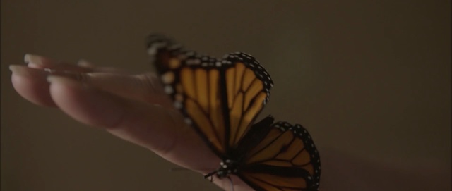 Video Reference: butterfly, moths and butterflies, insect, brush footed butterfly, invertebrate, monarch butterfly, pollinator, pieridae, macro photography, arthropod