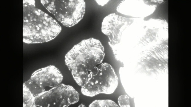 Video Reference: Water, Photograph, Monochrome photography, Organism, Black-and-white, Still life photography, Stock photography, Photography, Branch, Monochrome