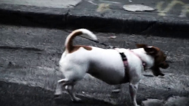 Video Reference: Dog, Mammal, Vertebrate, Dog breed, Canidae, Carnivore, Jack russell terrier, Snout, Rat terrier, Russell terrier
