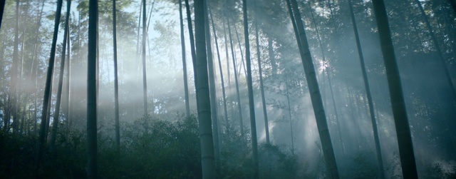 Video Reference: Nature, Forest, Natural environment, Atmospheric phenomenon, Tree, Biome, Woodland, Sunlight, Atmosphere, Fog