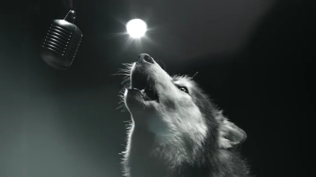 Video Reference: Whiskers, Black-and-white, Snout, Photography, Darkness, Monochrome photography, Monochrome, Wildlife