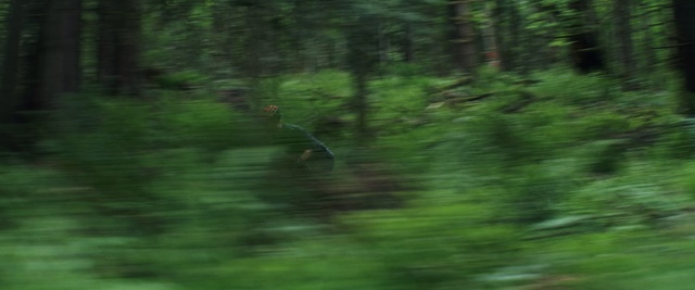 Video Reference: Green, Nature, Vegetation, Natural environment, Nature reserve, Forest, Jungle, Woodland, Old-growth forest, Biome